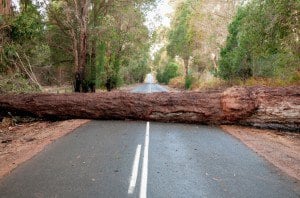 Image result for road block tree